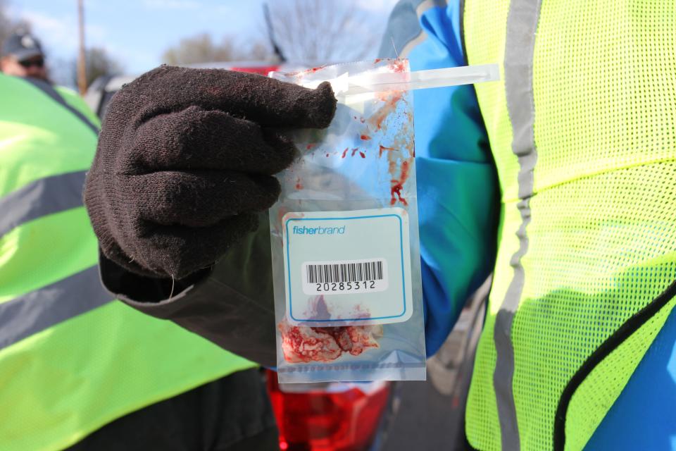 A look at sampled lymph nodes during a mandatory CWD sampling station at Bolivar Fire Station No. 2 Nov. 13, 2022.