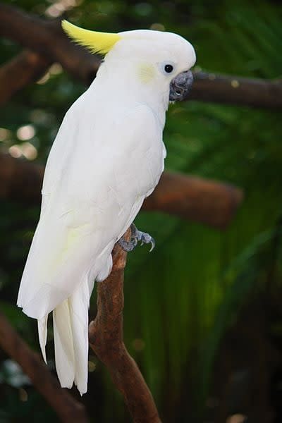 周慧敏香閨飛來「仙氣靈鳥」！超珍稀身分曝光網嚇壞：全球僅2000隻