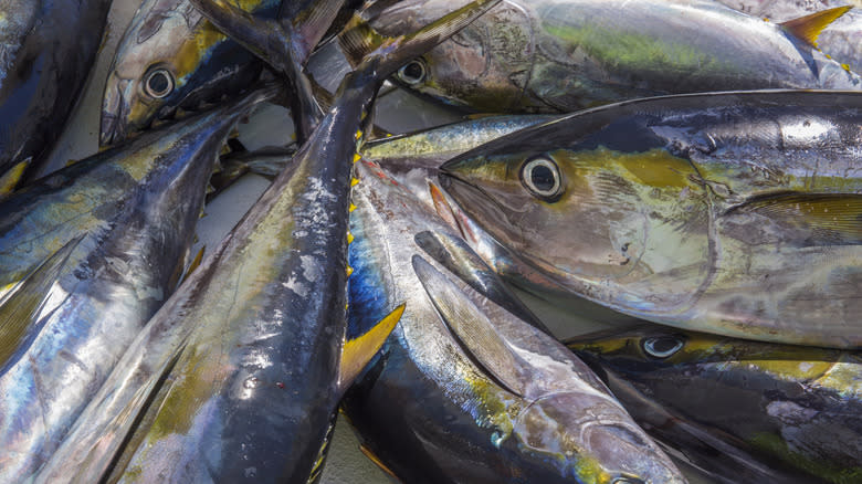 Fresh yellowfin tuna