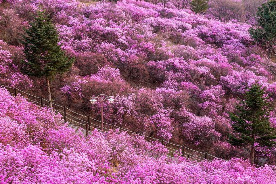 遠美山杜鵑花（Image Source : Getty Creative/ImaZinS RF）