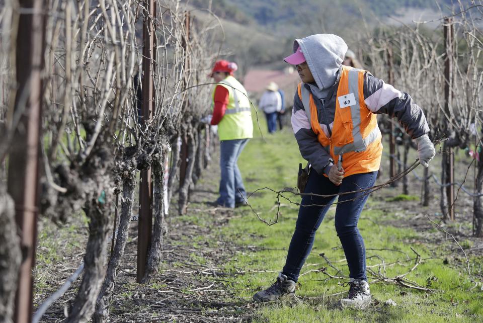 In this Thursday, Feb. 20, 2014 photo, Maria Romero competes in the first-ever women's division of the annual Napa Valley Grapegrowers' pruning competition at Beringer Vineyards' Gamble Ranch in Yountville, Calif. The decision to open up the contest to women marks a change in what used to be the nearly exclusively man’s world of vineyard work. There are a lot more women to be seen working in the fields, something that accelerated after the 2008 recession swallowed up other jobs. (AP Photo/Eric Risberg)