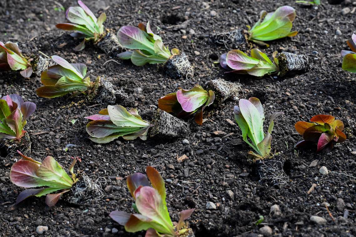 Young red leaf lettuce plants sit in a field, ready to be planted at De La Mesa Farms on Aug. 7 near Tacoma. De La Mesa Farm is a no-till farm that hand plants their crops.