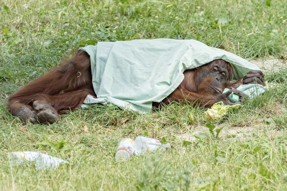 HANDOUT - An orang-utan takes shelter from the sun under a blanket at the zoo Schoenbrunn in Vienna, Austria, Tuesday, June 25, 2019. Europe is facing a heatwave with temperatures up to 40 degrees. (Daniel Zupanc/Vienna Zoo via AP)