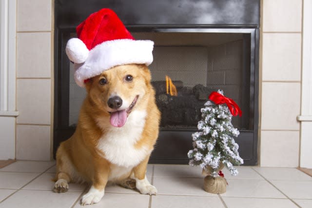 Christmas Corgi