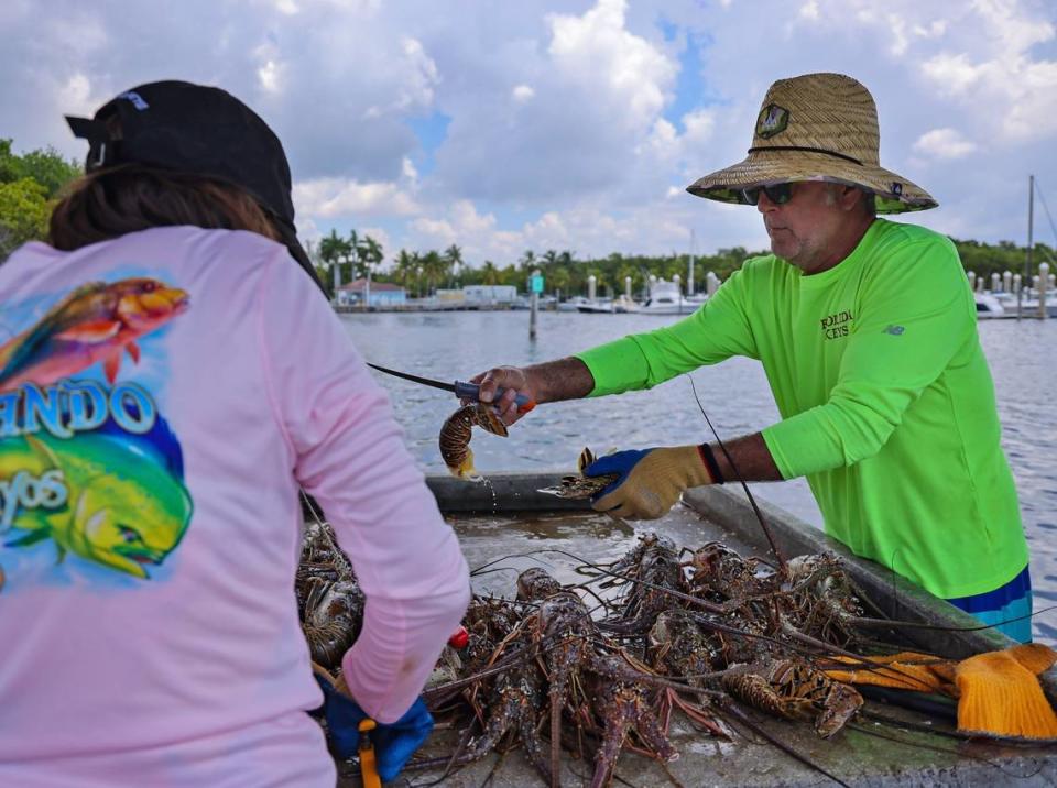 Miami resident and nurse Teresa Ripoll, left, and Redland resident Sergio Garcia, right, lend a hand in removing the tails from 60 lobsters caught by the team of five divers after their early start and return to Matheson Hammock Park Marina on Wednesday, July 28, 2021.