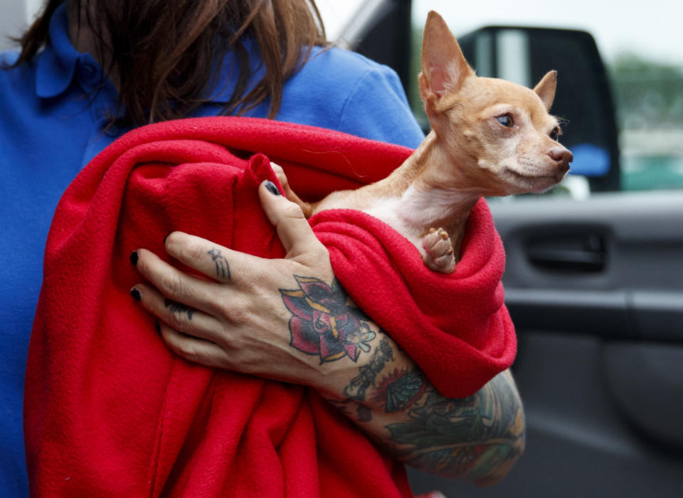 Laura Gretch, Humane Rescue Alliance transport manager, holds Frances, an 8-year-old Chihuahua mix who is one of the 26 cats and dogs arriving at Humane Rescue Alliance in Washington, Tuesday, Sept. 11, 2018, from Norfolk Animal Care and Control of Norfolk, Va., in advance of Hurricane Florence. People aren't the only ones evacuating to get out of the path of Hurricane Florence. The dogs and cats will all be available for adoption.(AP Photo/Carolyn Kaster)