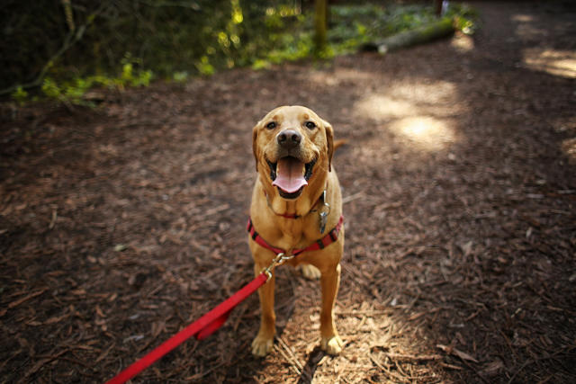 How to Make a Simple No-Pull Dog Harness From Things You May Already Have -  PetHelpful