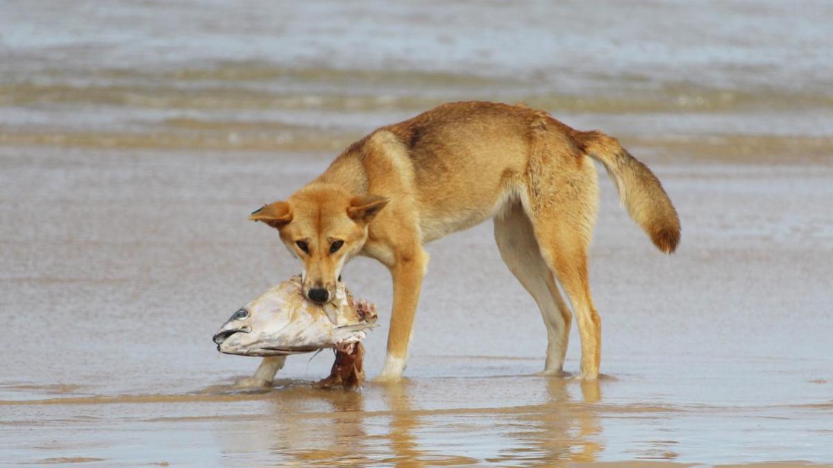 Dingo That Attacked Young Girl 'Held Her Underwater