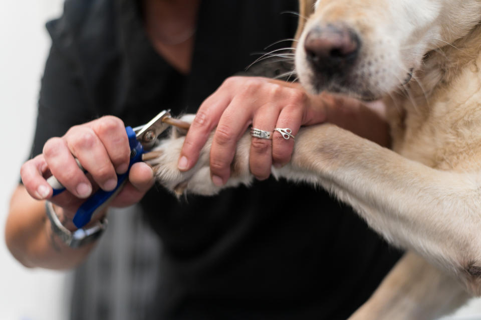 groomer cutting a dog's toenail