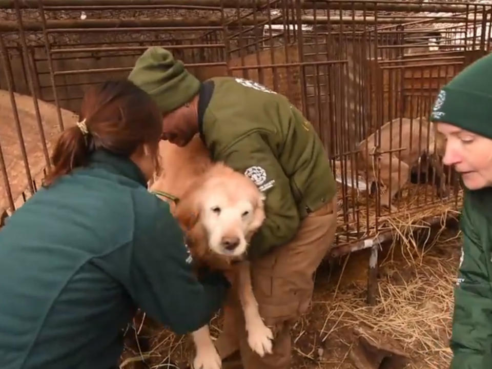 Dozens of dogs rescued from South Korea meat farm