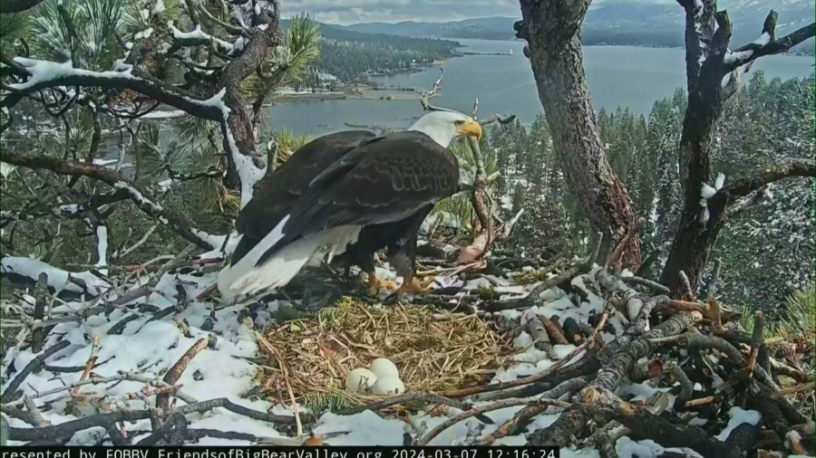 Three bald eagle eggs are seen in Big Bear on March 7, 2024.