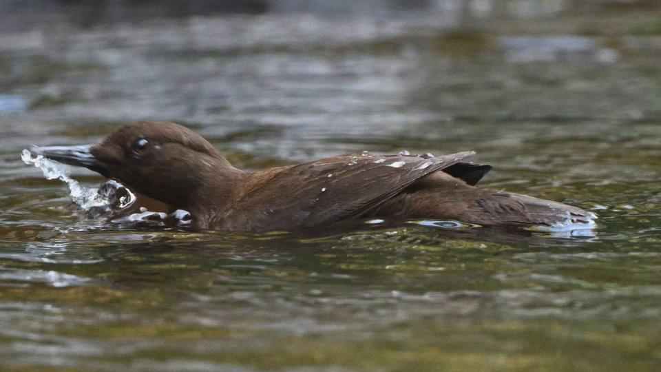 河烏防水的羽毛，讓牠們在溪流潛水覓食，來去自如。