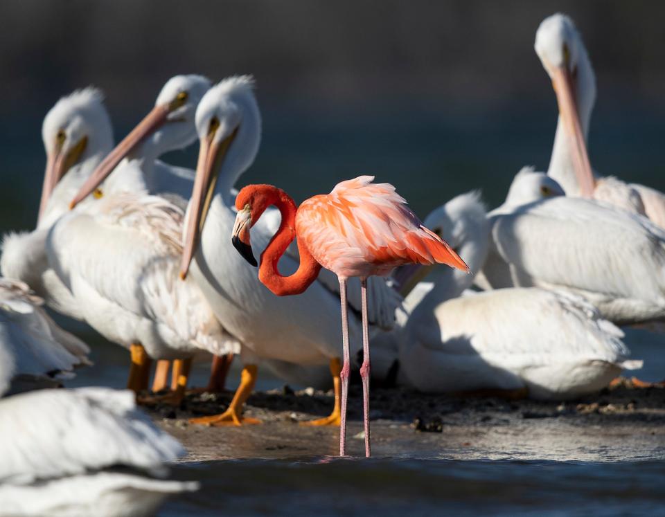 An American flamingo hangs out with a flock of American white pelicans in the Rookery Bay National Estuarine Research Reserve in the Ten Thousand Islands.