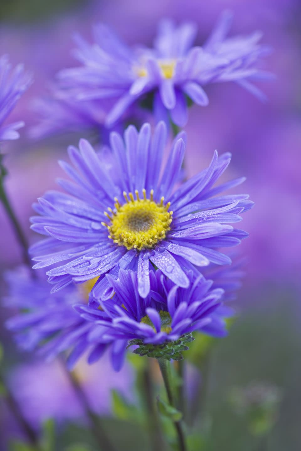 aster