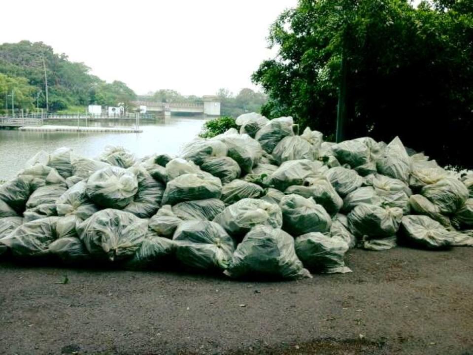 竹市青草湖布袋蓮以人口清除，數以百袋計的布袋蓮數量驚人。（圖：議長許修睿臉書）