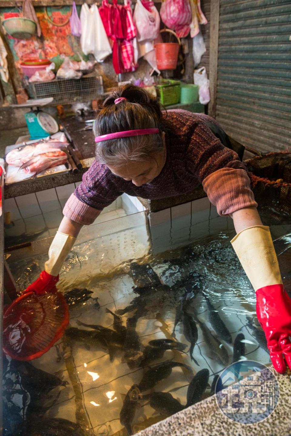 來自石門水庫、台南等地的活魚養在攤頭水槽，現點現殺活跳跳。