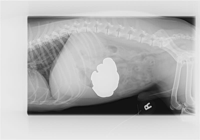 This March 8, 2013 image provided by BluePearl Veterinary Partners shows an X-ray of Jack a dog who swallowed pennies, in New York, New York. Hundreds of pets undergo surgery every year to remove items, including panties and bras from their stomachs and intestines. Dr. Amy Zalcman at BluePearl Veterinary Partners in New York used a camera attached to a net to fish 111 pennies out of Jack's stomach. Scooping up five at a time, it took a couple of hours. (AP Photo/BluePearl Veterinary Partners)