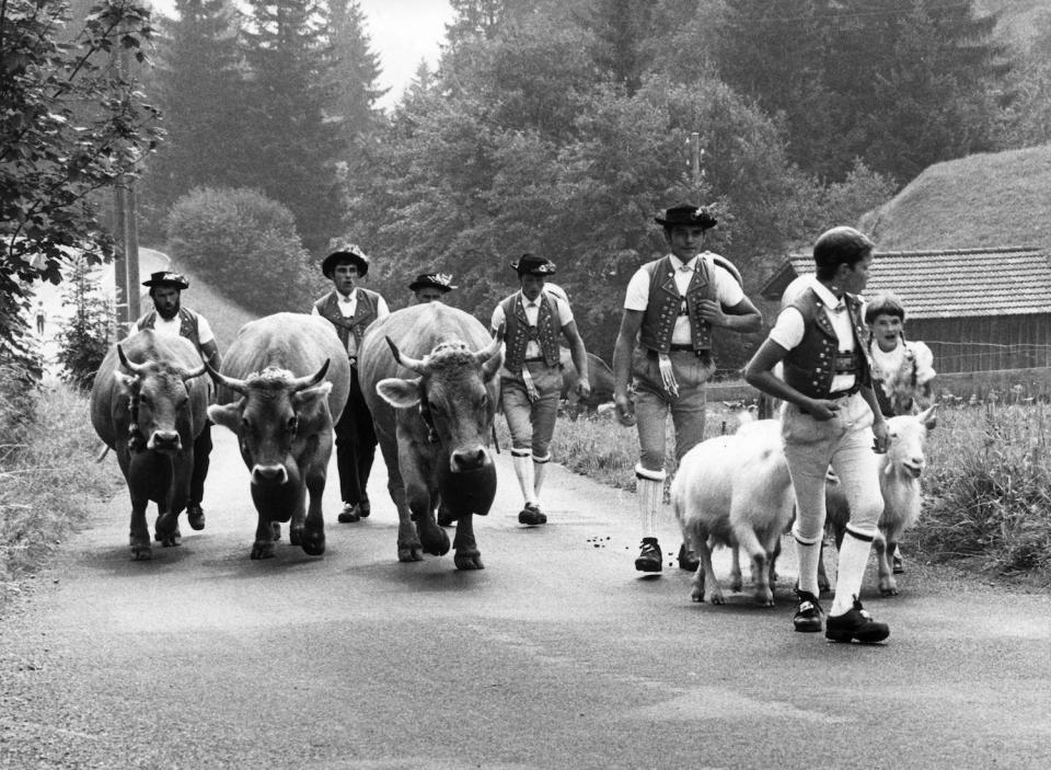 swiss herders