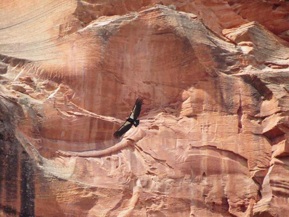 FILE - This April 8, 2019, file photo, provided by the National Parks Service shows a California condor in Zion National Park in Utah. Zion National Park officials say an endangered California condor chick has left the nest and grown wings large enough to fly for the first time in park history. (National Parks Service via AP, File)
