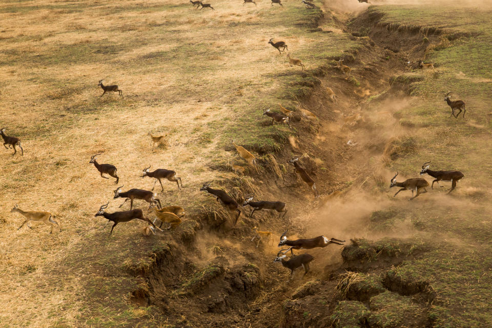 White eared kob Antelope jumping across a cavity in the ground. 