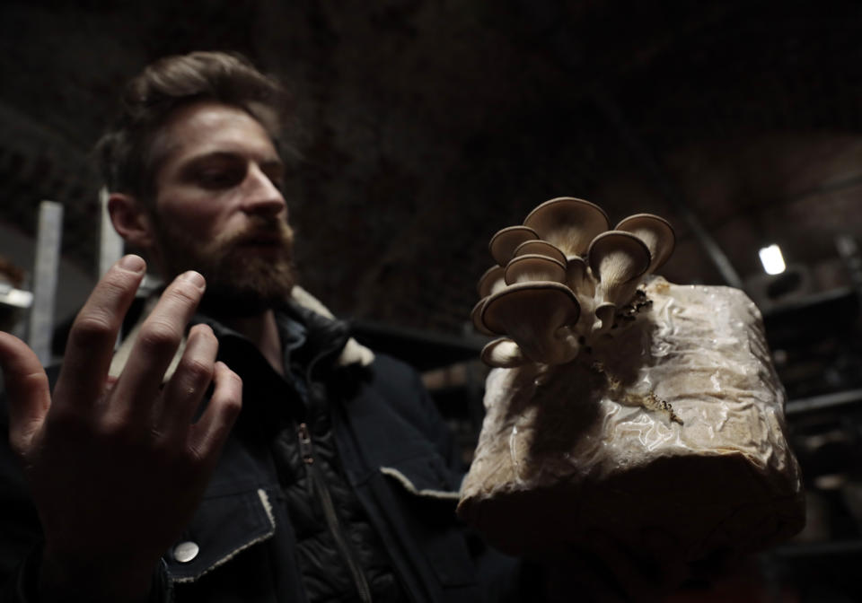 Quentin Declerck, from Le Champignon de Bruxelles, holds a variety of mushroom growing in a substrate at the company's urban farm in the cellars of Cureghem in Brussels, Wednesday, Feb. 5, 2020. When the founding members of the company first tried to grow their Shiitake, Maitake and Nameko mushroom varieties using coffee grounds as a substrate, they realized the fungi much preferred organic beer waste. (AP Photo/Virginia Mayo)