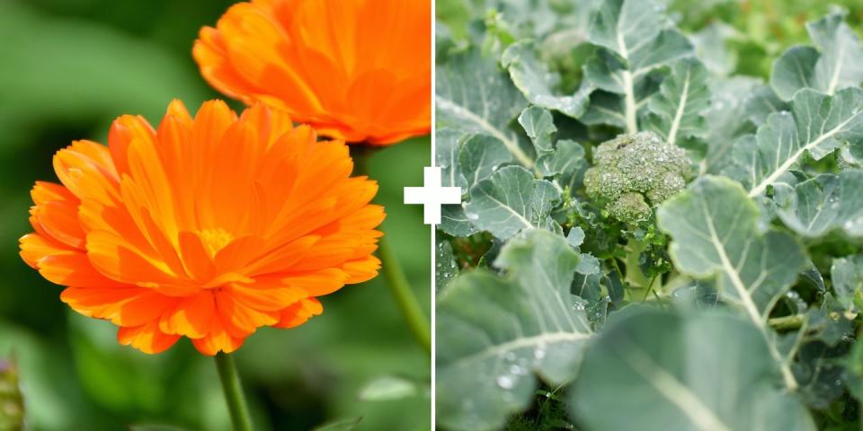 Calendula + Broccoli