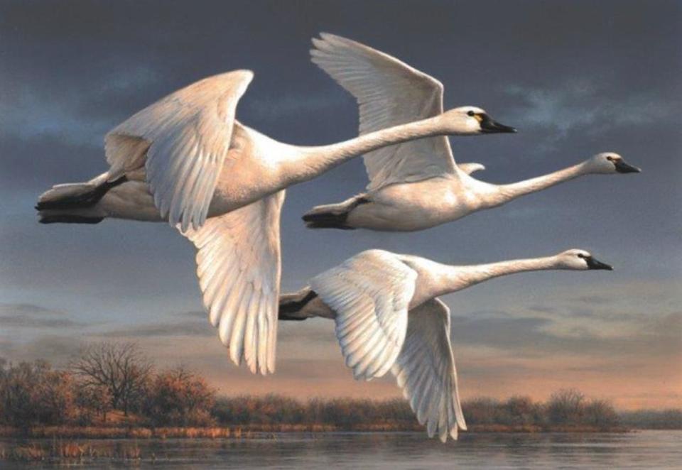 Joseph Hautman of Plymouth, Minnesota,  won the 2022 federal duck stamp contest with his painting of tundra swans flying over a wetland. The art appears on the 2023-24 stamp.