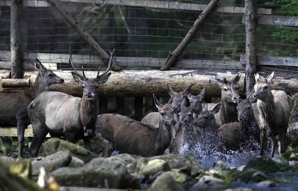 In this picture taken near the town of Harrachov, Czech Republic, on Tuesday, April 8, 2014 deer cross a creek in a winter enclosure. The Iron Curtain was traced by a real electrified barbed-wire fence that isolated the communist world from the West. It was an impenetrable Cold War barrier _ and for some inhabitants of the Czech Republic it still is. Deer still balk at crossing the border with Germany even though the physical fence came down a quarter century ago, with the painful Cold War past apparently still governing their behavior, new studies show. (AP Photo/Petr David Josek)