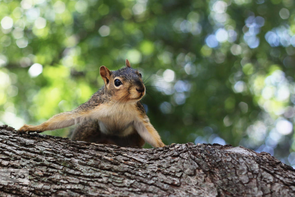 A squirrel on a tree branch, with leaves in the background.