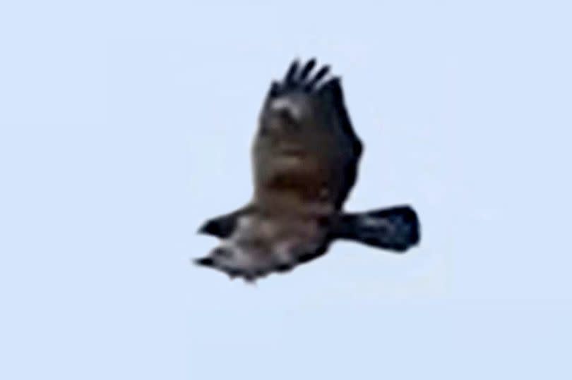 Tony's footage suggests the bird he saw had the 'finger' wing tip feathers of a golden eagle