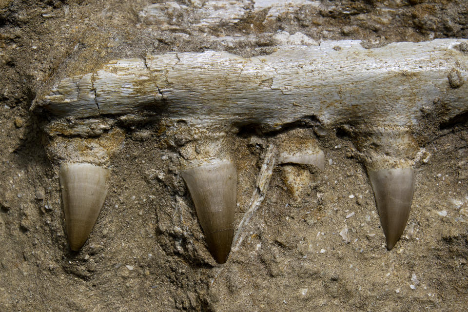 Mosasaur Jaw Bone