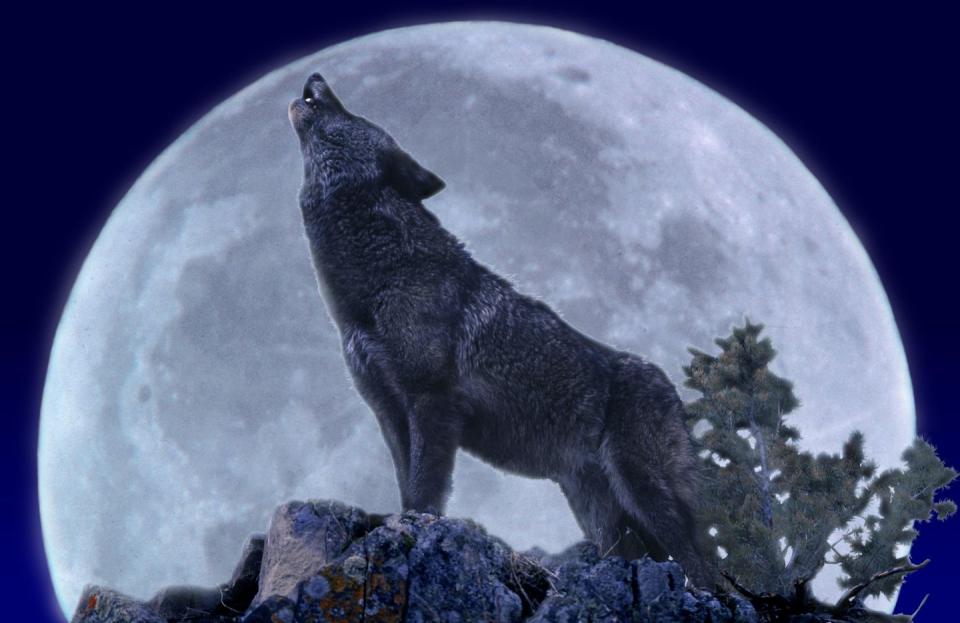 wolf howling at a full moon