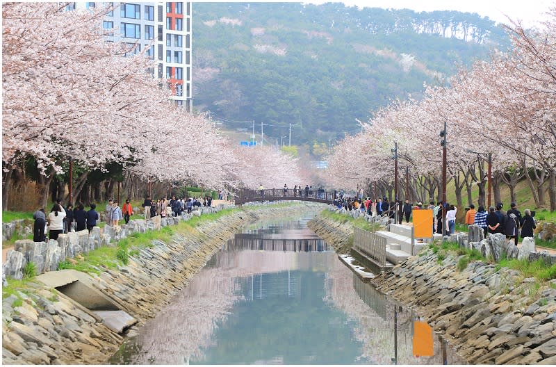 韓國釜山｜東三海水川櫻花路（동삼해수천 벚꽃길）
