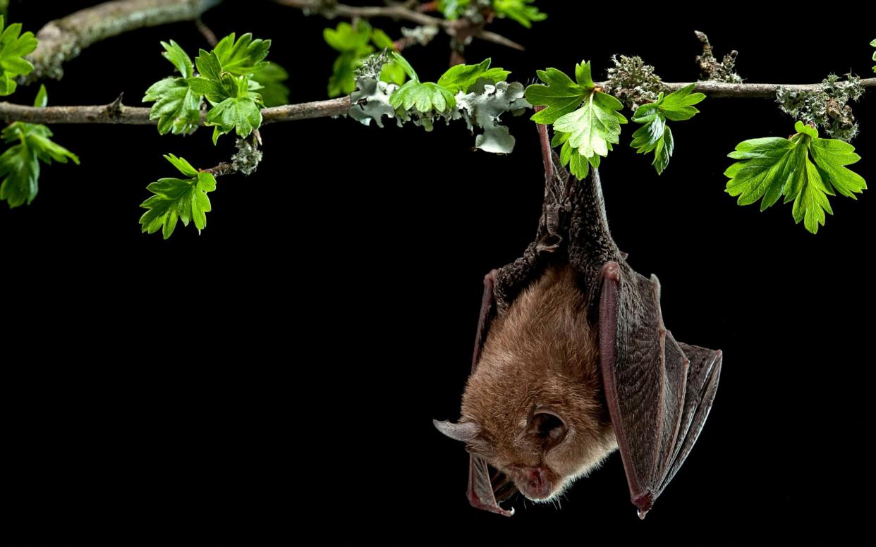 Lesser horseshoe bats are native to the UK but rapidly declining in number - Corbis Documentary