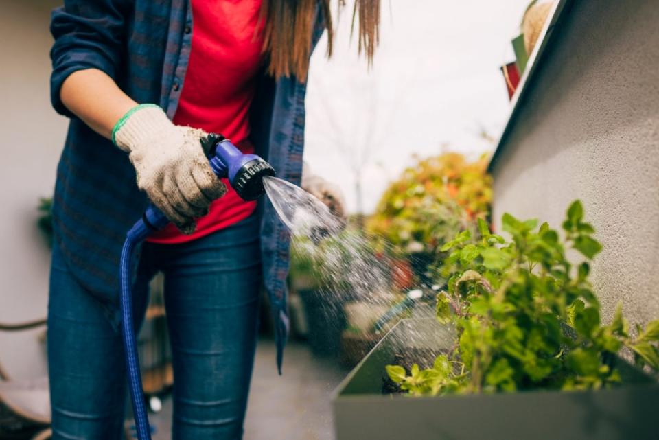 Woman watering mint plants with hose sprayer.