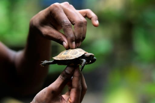 The population of Asian Forest Tortoises has fallen sharply after widespread habitat destruction and rampant poaching