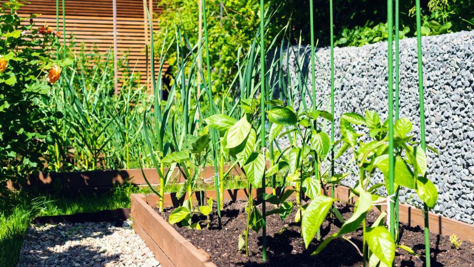 bell pepper plants grow on a wooden raised bed