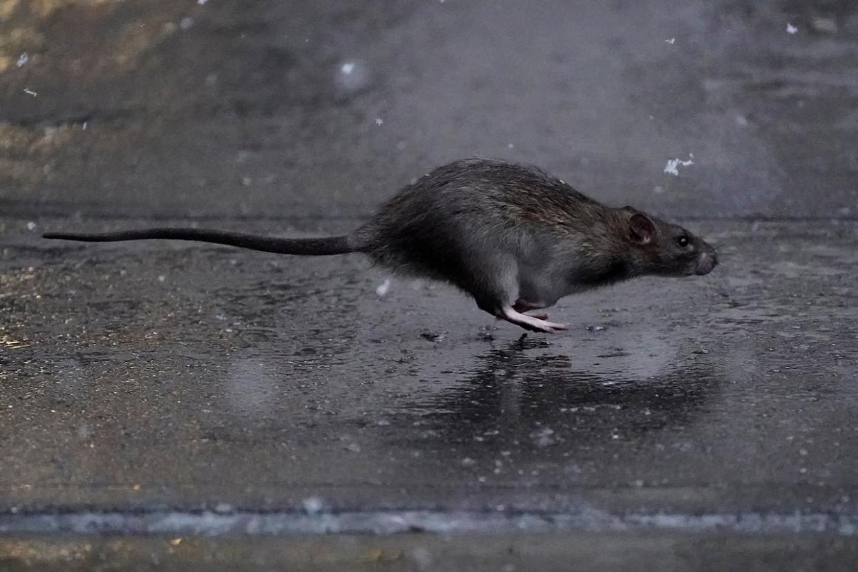 A rat runs across a sidewalk in the snow in the Manhattan. A Vancouver pest control expert says he's getting more calls for rats. (Carlo Allegri/Reuters - image credit)