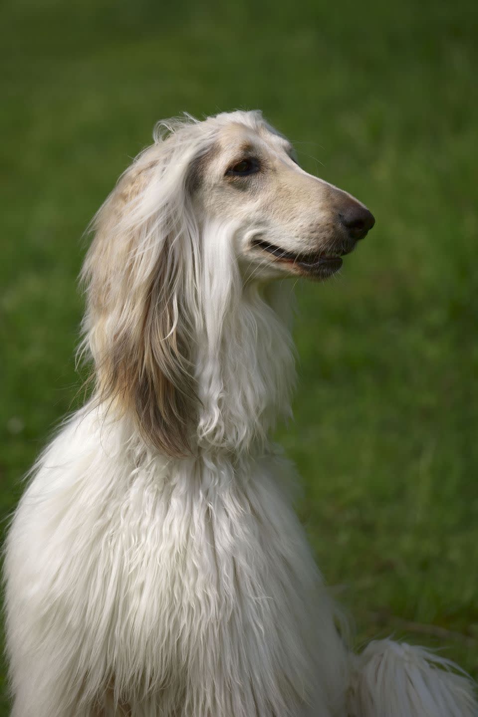 Afghan Hound