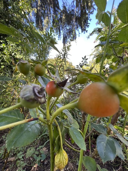 This Oct. 9, 2023, image provided by Jessica Damiano shows ripening hips on a rose shrub on Long Island, NY. (Jessica Damiano via AP)