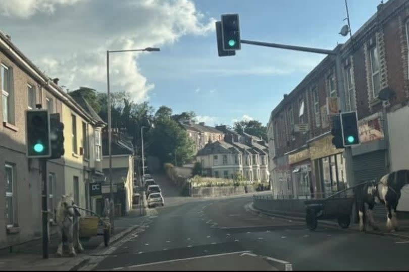 Travellers' horse and traps in Percy Terrace/Alexandra Road