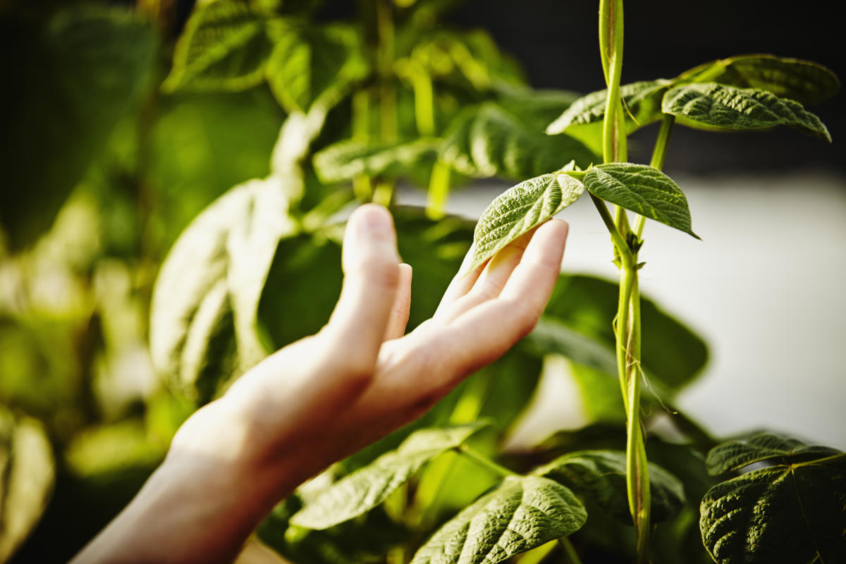 Real plant. Листья растений в Солнечном свете. Фотосинтез красивые фото. Умный синтетический лист.