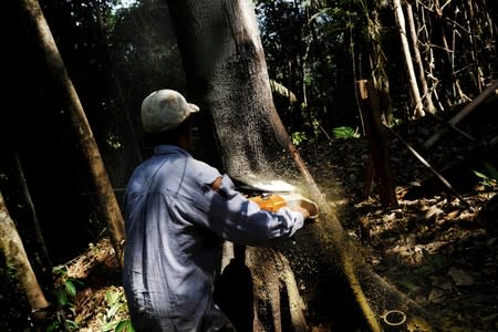 FILE PHOTO: A man cuts down a tree with a chainsaw in a forest near the municipality of Itaituba