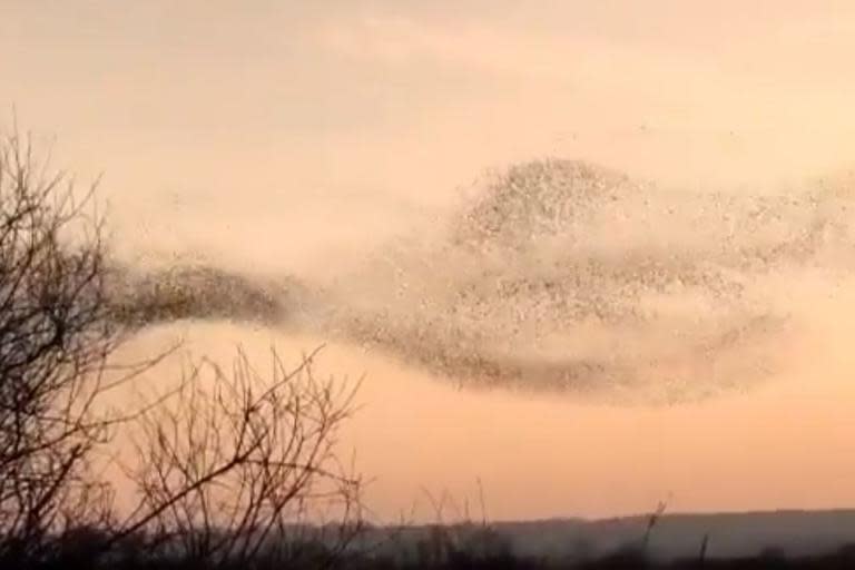 Twitchers spot incredible formation of starlings flying in Somerset