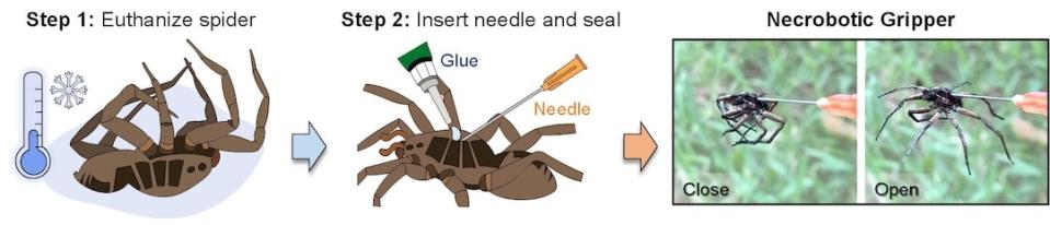 <div class="inline-image__caption"><p>The Rice University engineers used a small amount of air pressure to turn deceased spiders into necrobotic grippers.</p></div> <div class="inline-image__credit">Preston Innovation Laboratory/Rice University</div>