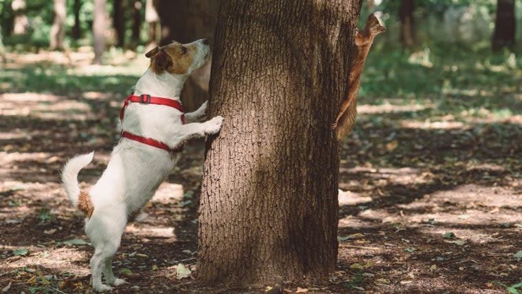 why do dog chase squirrels