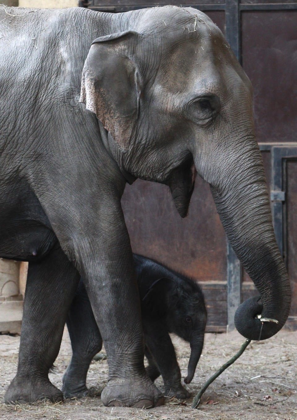 An unnamed baby elephant calf explores alongside his mother Lai Sinh the elephant barn at the Hagenbeck Zoo on April 18, 2012 in Hamburg, Germany. The male calf was born on April 13 with a weight of 100 kilos as the third calf of mother elephant Lai Sinh. (Photo by Joern Pollex/Getty Images)