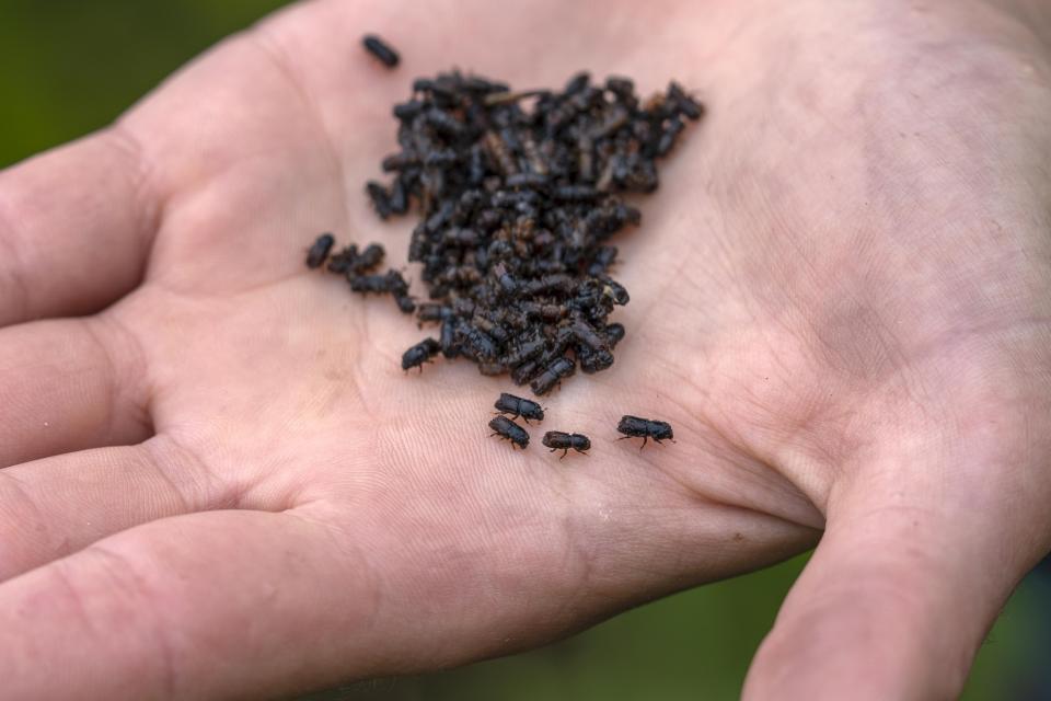 Ranger Marion Petrik holds spruce bark beetles during a bark beetle monitoring at the Lower-Saxony state forests in a forest of the Harz mountains near Clausthal-Zellerfeld, Germany, Thursday, July 27, 2023. The tiny insects have been causing outsized devastation to the forests in recent years, with officials grappling to get the pests under control before the spruce population is entirely decimated. (AP Photo/Matthias Schrader)