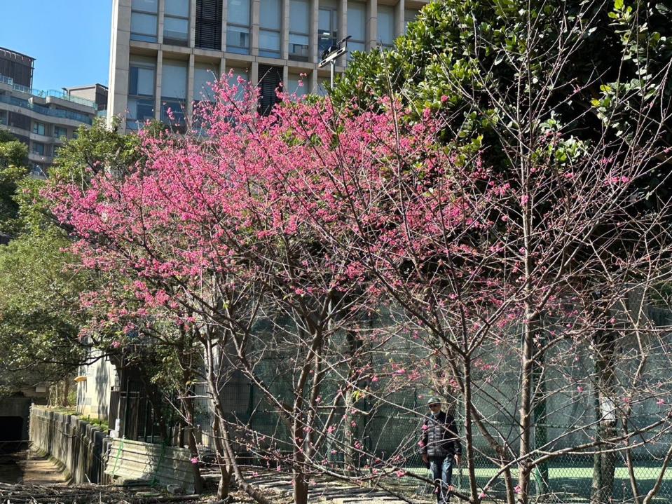 汐止區康誥坑溪兩岸，沿岸種植約200株山櫻。（新北市景觀處提供）