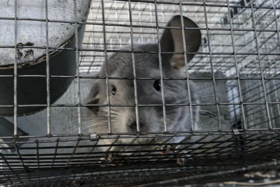 In this undated 2021 photo provided by Humane Society International/Europe, a chinchilla sits inside a cage where it is bred for fur at an undisclosed location in Romania. An animal welfare charity says an undercover investigation has uncovered cruel and allegedly illegal practices in Romania's chinchilla fur farms. Humane Society International has now appealed to Romania's prime minister to “stop this atrocious suffering in the name of fashion” and completely ban fur farming in the Eastern European country. (Humane Society International/Europe via AP)